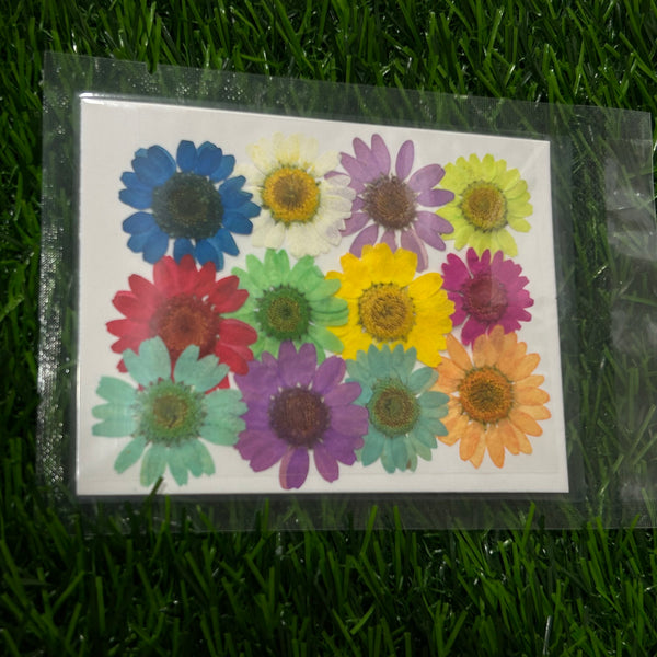 12 in 1 Multi color pressed flower - F2