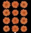 12 in 1 pressed flower - Orange F6