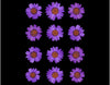 Pressed Daisy Violet - Set of 12
