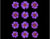 Pressed Daisy Violet - Set of 12