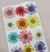 12 in 1 Multi color pressed flower - F1