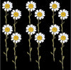 Pressed White Daisy - 12 pcs F20