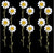 Pressed White Daisy - 12 pcs F20
