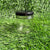 Glass Jar 30 ML - Black Cap