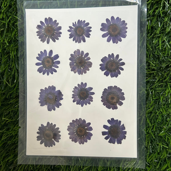 12 in 1 pressed flower - Dark Violet  F6
