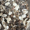 Sea shells mixed - 200 gms