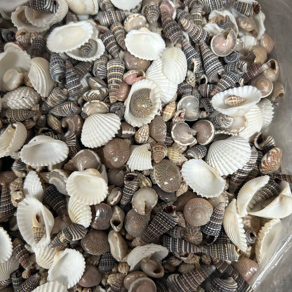 Sea shells mixed - 200 gms