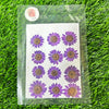 12 in 1 pressed flower - Purple F6