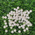 Medium Size Decorative Pearl