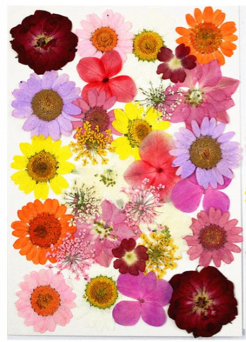 Pressed Flower F16 33 in 1
