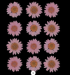 12 in 1 pressed flower - Baby Pink F6