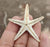 Natural Star Fish - Set of 5