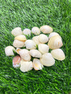 Natural Sea Shells - A